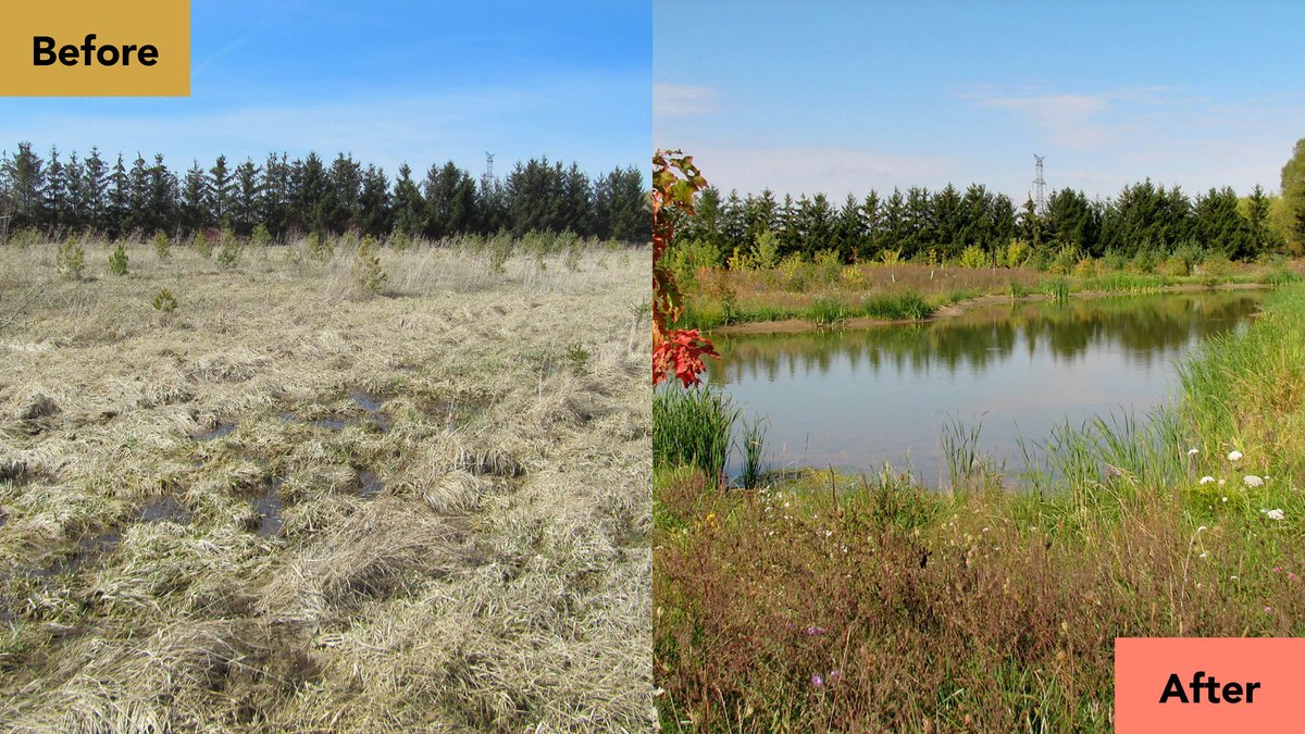 AusableBayfield's tweet photo. Since 1946, we’ve planted more than 6.2 million trees and restored more than 170 wetlands, thanks to our partners, funders, and community supporters. Learn more: https://t.co/UNrNaYywSu #LocalConservation #YourWatershed https://t.co/G1wu0FdjG5