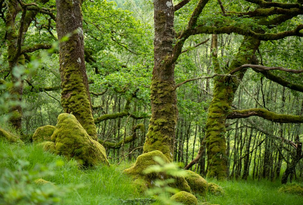 Alliance for Scotland's Rainforest tweet media