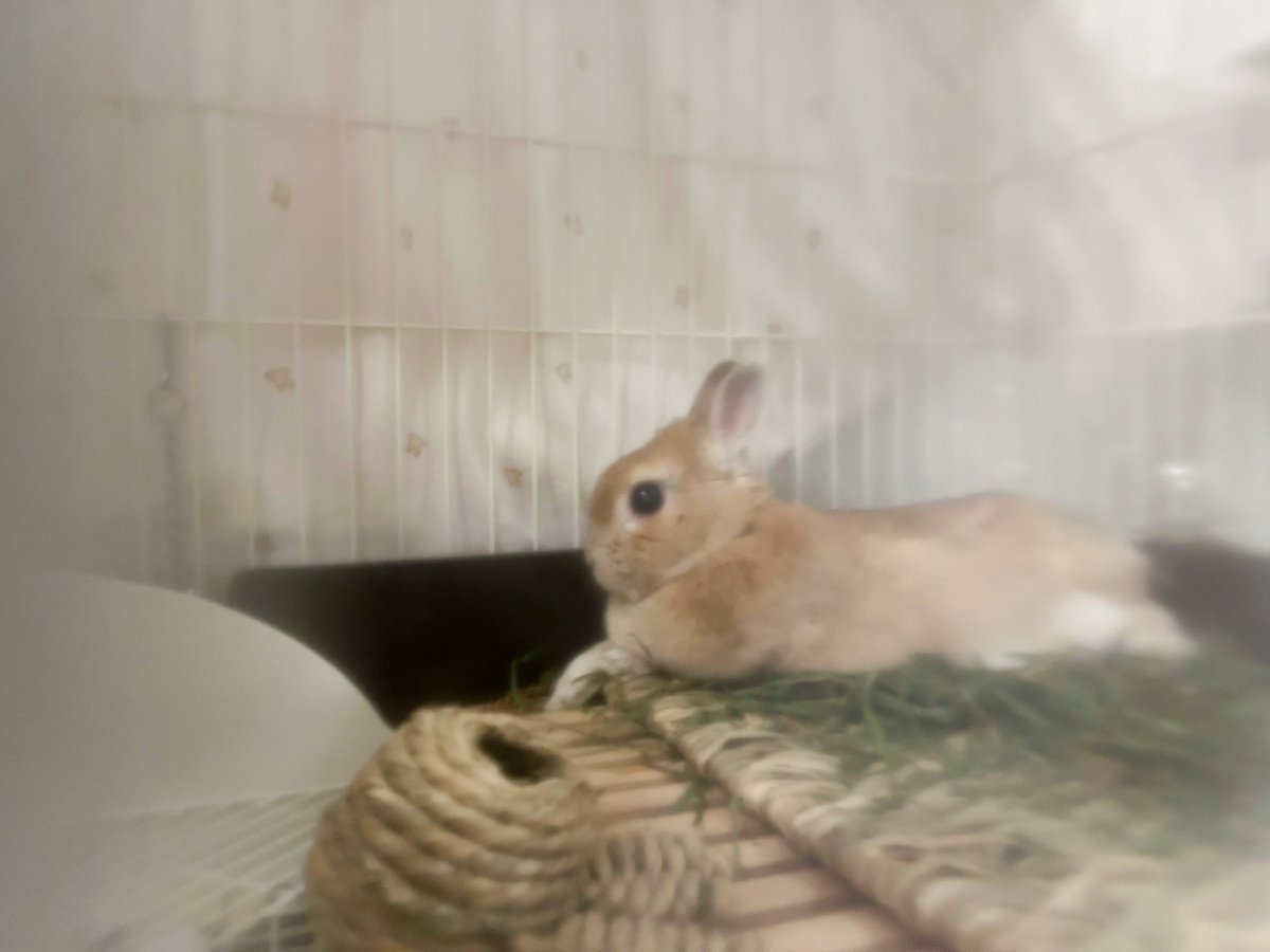 うさぎちゃん on X