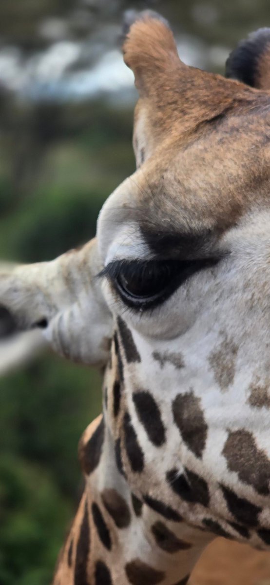 andreaferraciol's tweet photo. Buen dia #Santuario #Jirafas #Rothschild #Narobi #Kenia https://t.co/DPwgAZGZmF