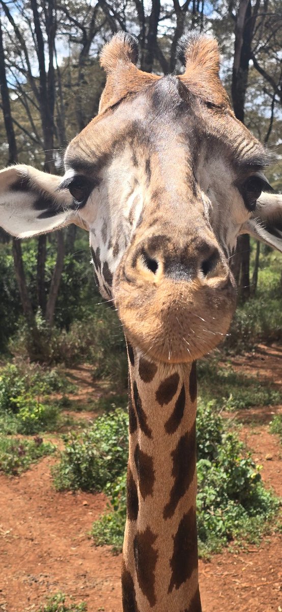 andreaferraciol's tweet photo. Buen dia #Santuario #Jirafas #Rothschild #Narobi #Kenia https://t.co/DPwgAZGZmF