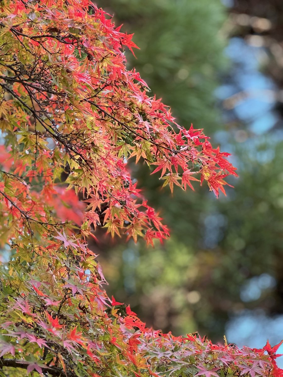 The_Stone_Oishi's tweet photo. The Sacred Stone illuminated in gentle autumn light ๐ฏ๏ธ๐
Colorful umbrellas and glowing candles create an atmosphere of peace and beauty.
#TheStone #Kyoto #Sagano #AutumnLight #JapanTravel https://t.co/cdgNND9I23