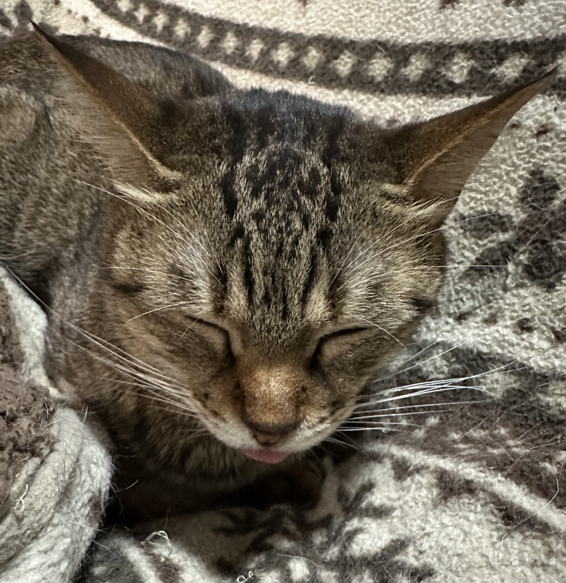 尚鈴(naosuzu) (@Aria_Orion) / Posts / X