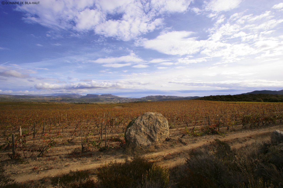 🍂 El otoño transforma Bila-Haut en un mosaico de ocres, amarillos y terracotas. Las hojas de Syrah y Garnacha perfilan las laderas, y la luz suave del Roussillon acentúa el relieve del esquisto.