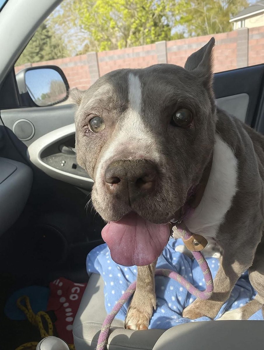 Sweet story I found: Today I welcomed this sweet old man into my life.
For 198 long days, he waited in a cold shelter — watching others leave, while his name was never called.

He had almost given up hope… until today.

When I chose him, the volunteer looked at me with tears in