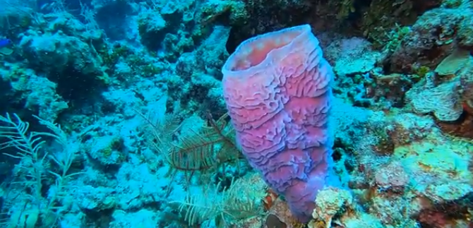 pattayascuba's tweet image. Azure Vase Sponge (Callyspongia plicifera)

One of the most photogenic of all marine sponges inhabiting the #Caribbean and Western Atlantic Ocean is the Azure Vase Sponge.
#scubadiving #snorkeling #sponge #seasponge

More info here:

private-scuba.com/sea-life/marin…