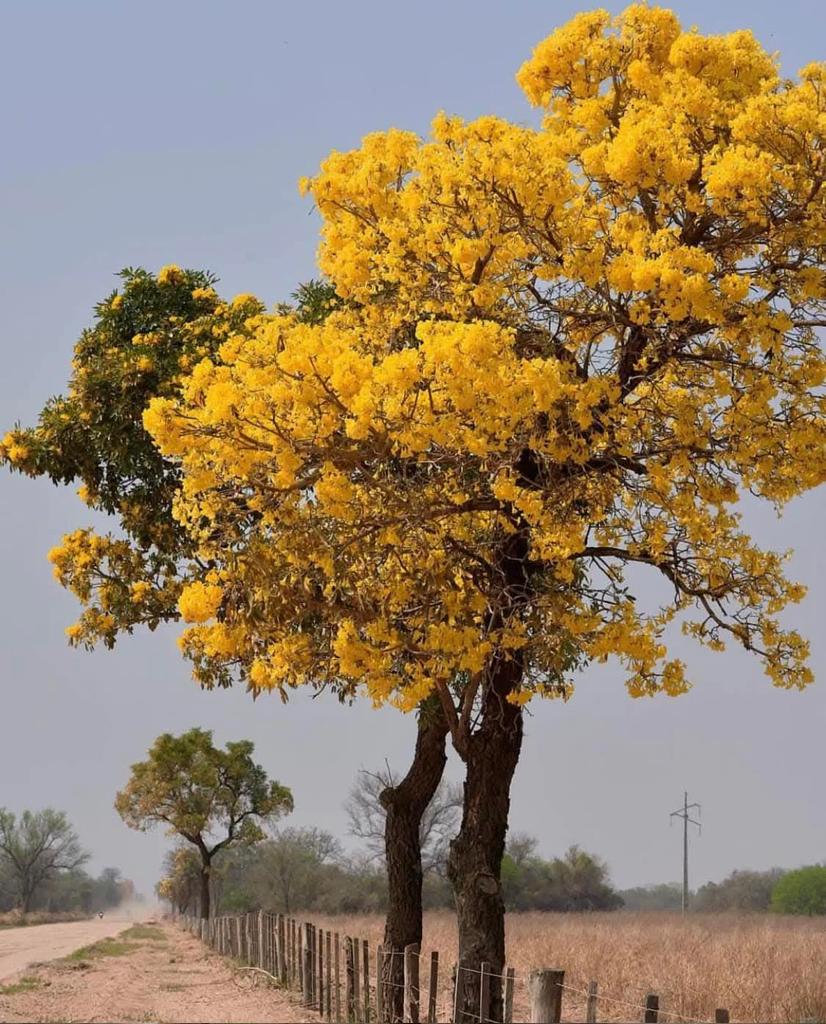 cocosandoval5's tweet photo. El lapacho amarillo (Handroanthus albus), es un árbol nativo de la vegetación del #Paraguay, #Argentina, #Bolivia y del Cerrado en Brasil. También de Uruguay, Colombia y Venezuela. Esta especie se halla en cantidad en Santander a Cruz y el Chaco. https://t.co/8GRlrC7X9k