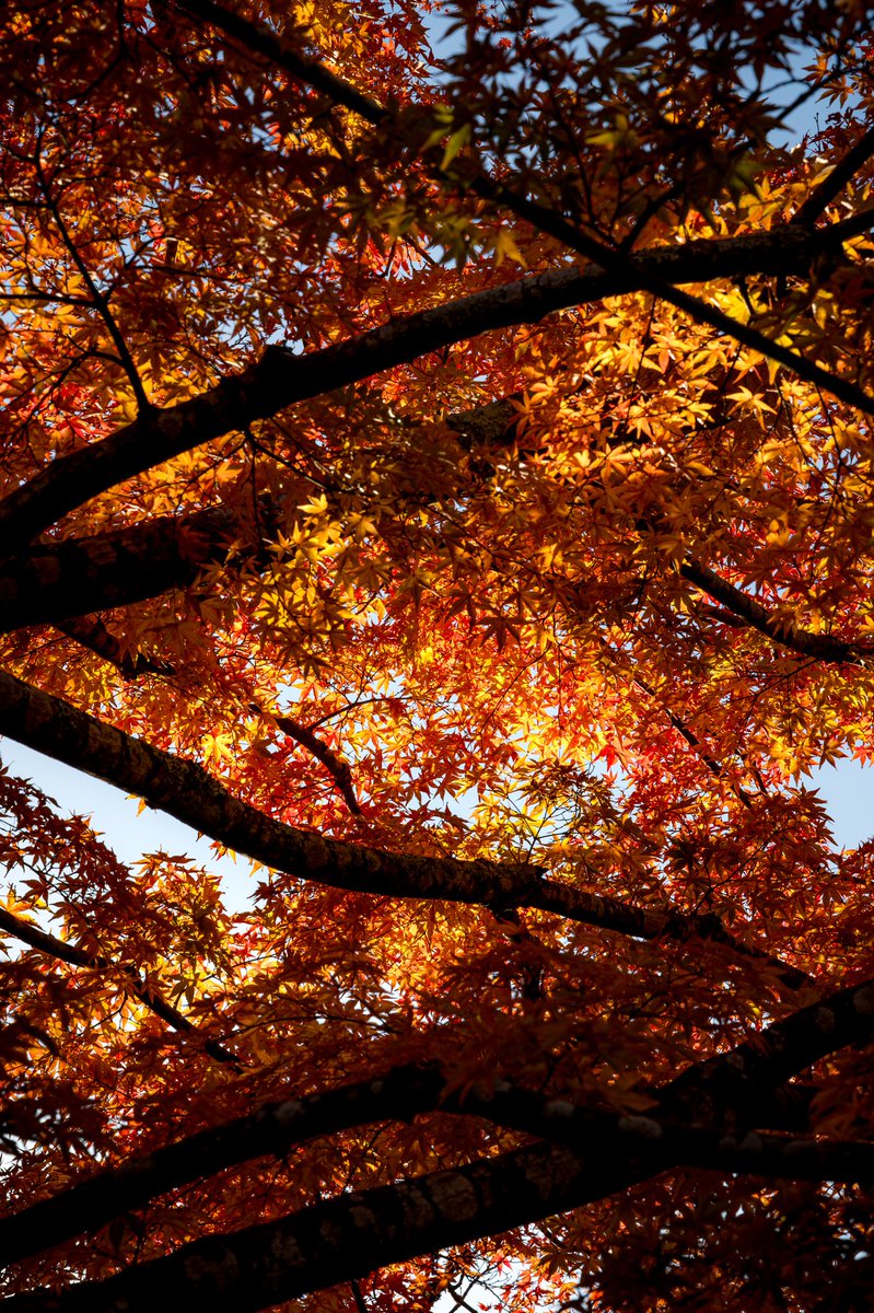 HassayPhoto2903's tweet photo. ようやく紅葉撮りにいけた
紅葉の時期なのに寒すぎんか
 #仙台 
 #松島
 #紅葉 https://t.co/Z6JHsGgQXU
