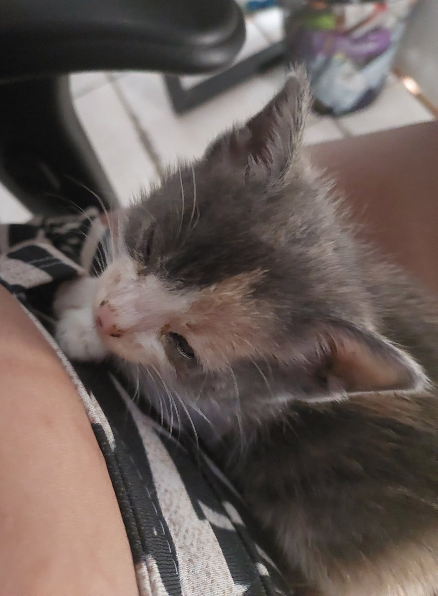 Aproveitando a vcs amarem a maomao

Ela é uma carente que quer subir em mim o dia todo
(Estou todo arranhado já)

Já fiz uma divida no cartão e as coisinhas dela vão chegar

Até lá acho que serei seu assento fav

(PS deem uma olhadinha na rifa 🥲)