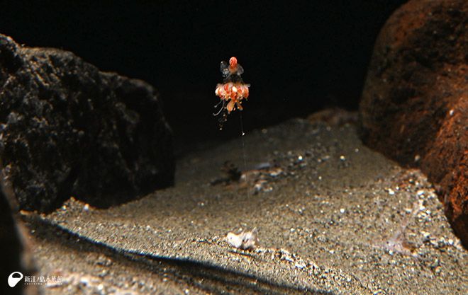 水草 Ayumi 花傘あるみ🏖🪼スイプロ所属🩵 on X