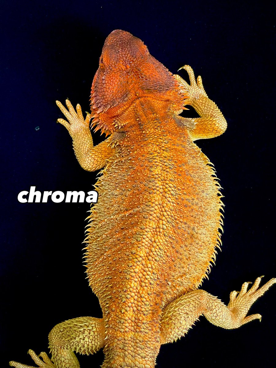Red_Bearded_Dr's tweet photo. red monster

chroma😆

クロマは見え方が時間や日によって変わる。
いい時は頭がダークレッド体は黄金色🤩

残念な時はボディがくすんだダークレッド
みたいになるけど、

バッチバチのときは背景黒じゃなくても
尊い色味を発揮してくれる🔥🔥🔥
#redmonster
#chroma
#ダークレッド
#フトアゴ
#クロマ https://t.co/fzeJ3BbUEy