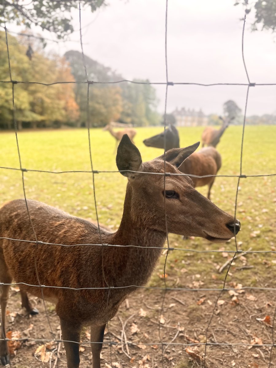 The people we support at Peile House enjoyed a nature walk at Ladies Spring Woods. Fresh air, friendly deer, and quality time together! Thanks to <a href="/YORhub/">YORhub</a> for funding this wellbeing day out. 

ywcayorkshire.org.uk #YWCAYorkshire 

#PeileHouse #Wellbeing