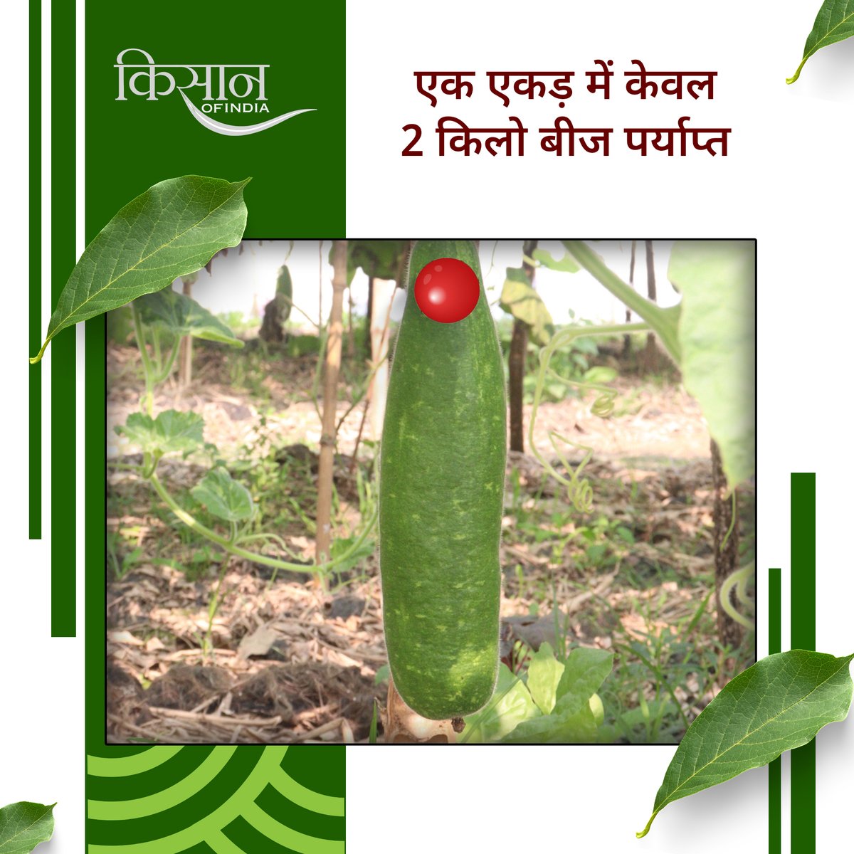 KisanofIndia's tweet photo. लौकी की वैज्ञानिक खेती से किसान साल में तीन फ़सलें ले रहे हैं। मचान विधि और 2 किलो बीज प्रति एकड़ से अधिक उपज और मुनाफ़ा मिलता है।

#Kisanofindia #BottleGourdFarming #ScientificFarming #LaukiCultivation #ProfitableFarming #MachanMethod #HighYieldCrops #VegetableFarming #ModernAgriculture #AgriInnovation #FarmProfit #OrganicFarming #HighProduction #AgriTechnology