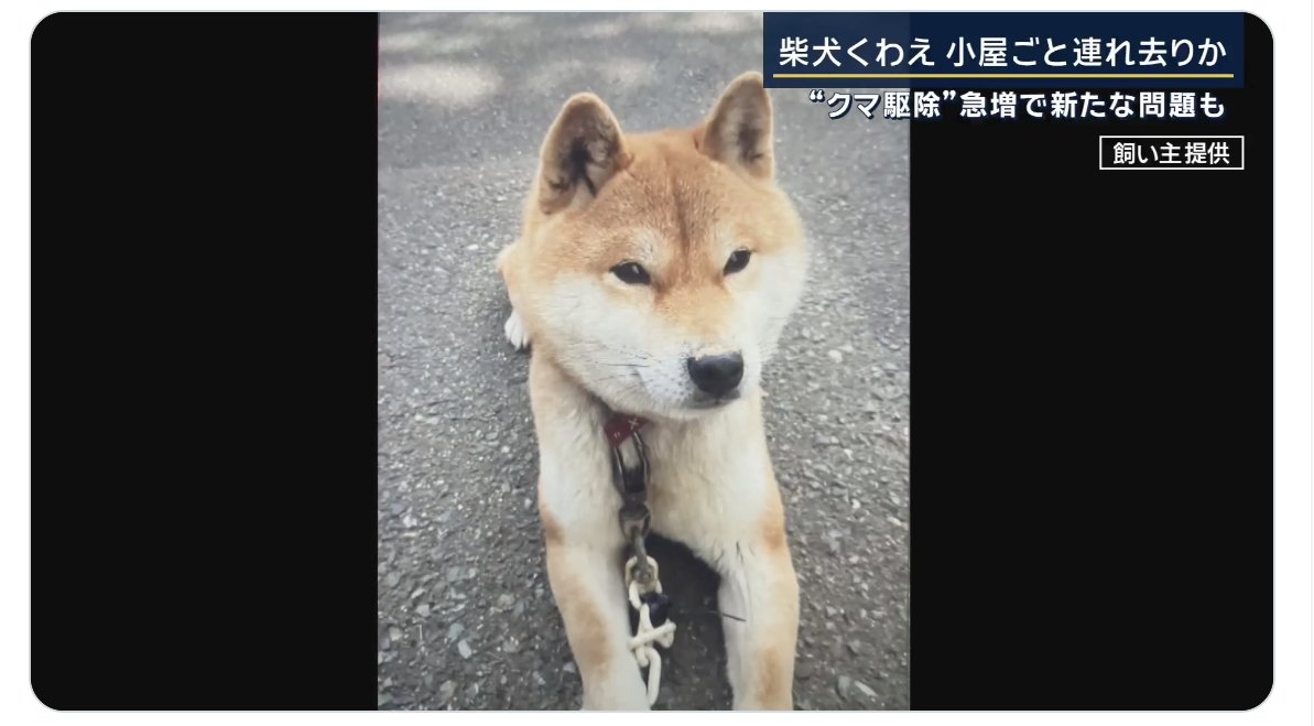 熊が、小屋にいた柴犬をくわえて山に連れ去ったというニュースに精神を