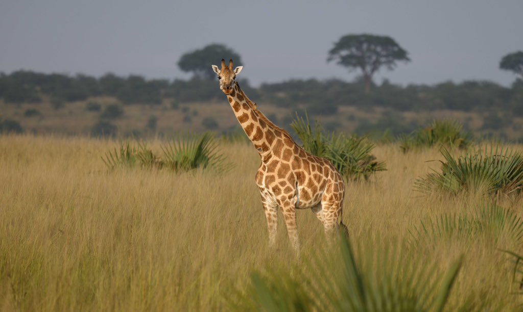 Murchison Falls - very un matched!

Whereas day one didn’t go as planned, day was exhausting from the long previous night! Waking up at 05:30am was another 🤣🙌

As a photographer or when planing a photography safari it’s not recommended to stay outside the park because the park