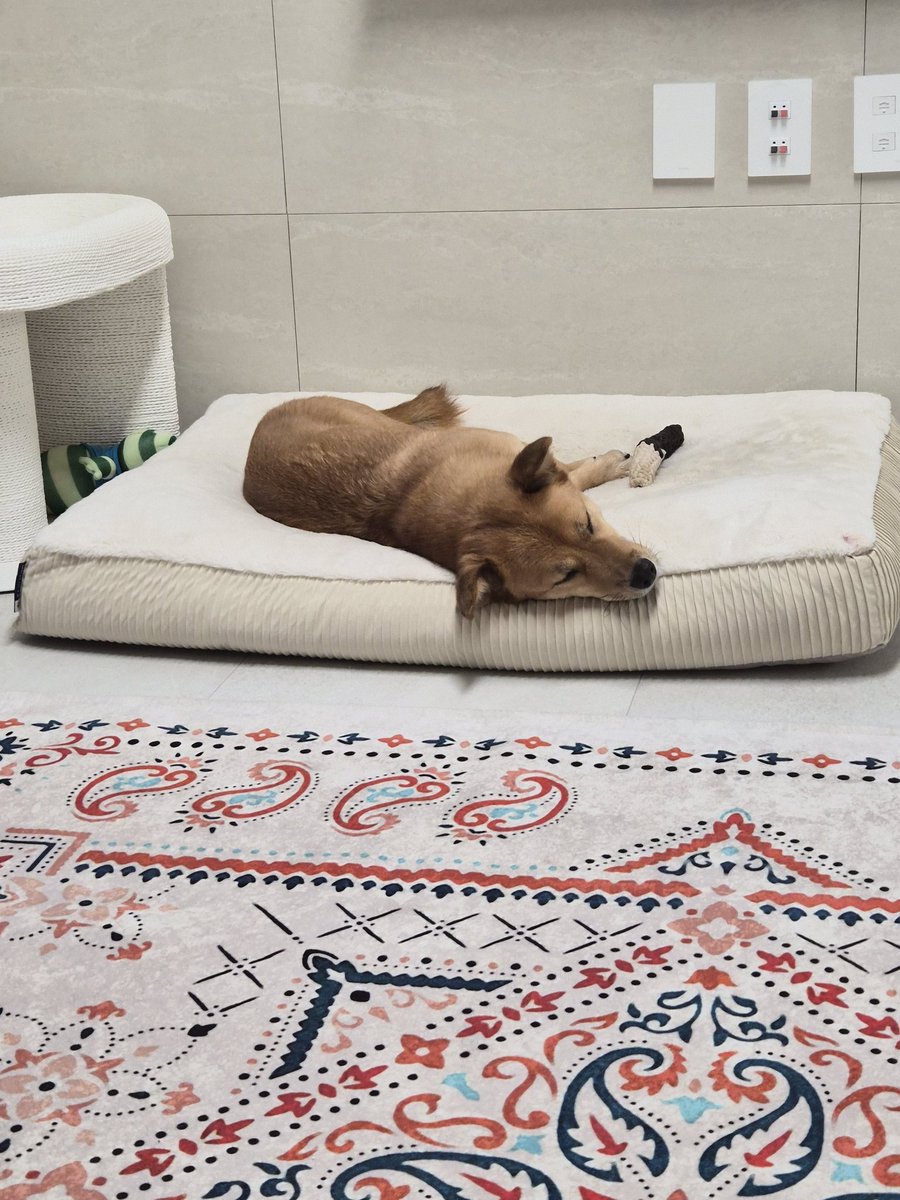 손님 맞이가 휘곤했던 내향 강아지