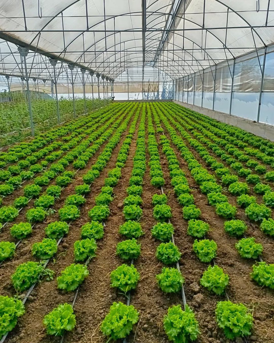 Agronommejean's tweet image. Lettuce greenhouse farming enables year-round, high-quality production by controlling temperature, light, and moisture, ensuring faster growth, higher yields, and protection from pests and harsh weather.