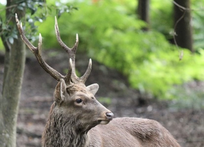 ならしかの休日 vol.13作家紹介 / 【RAKKAKU さん/ 鹿角アクセサリー
