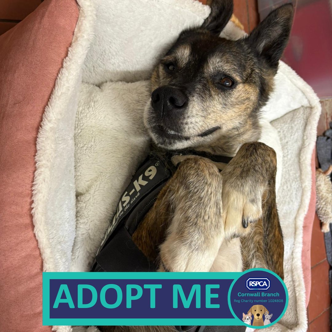 RSPCA Cornwall tweet media