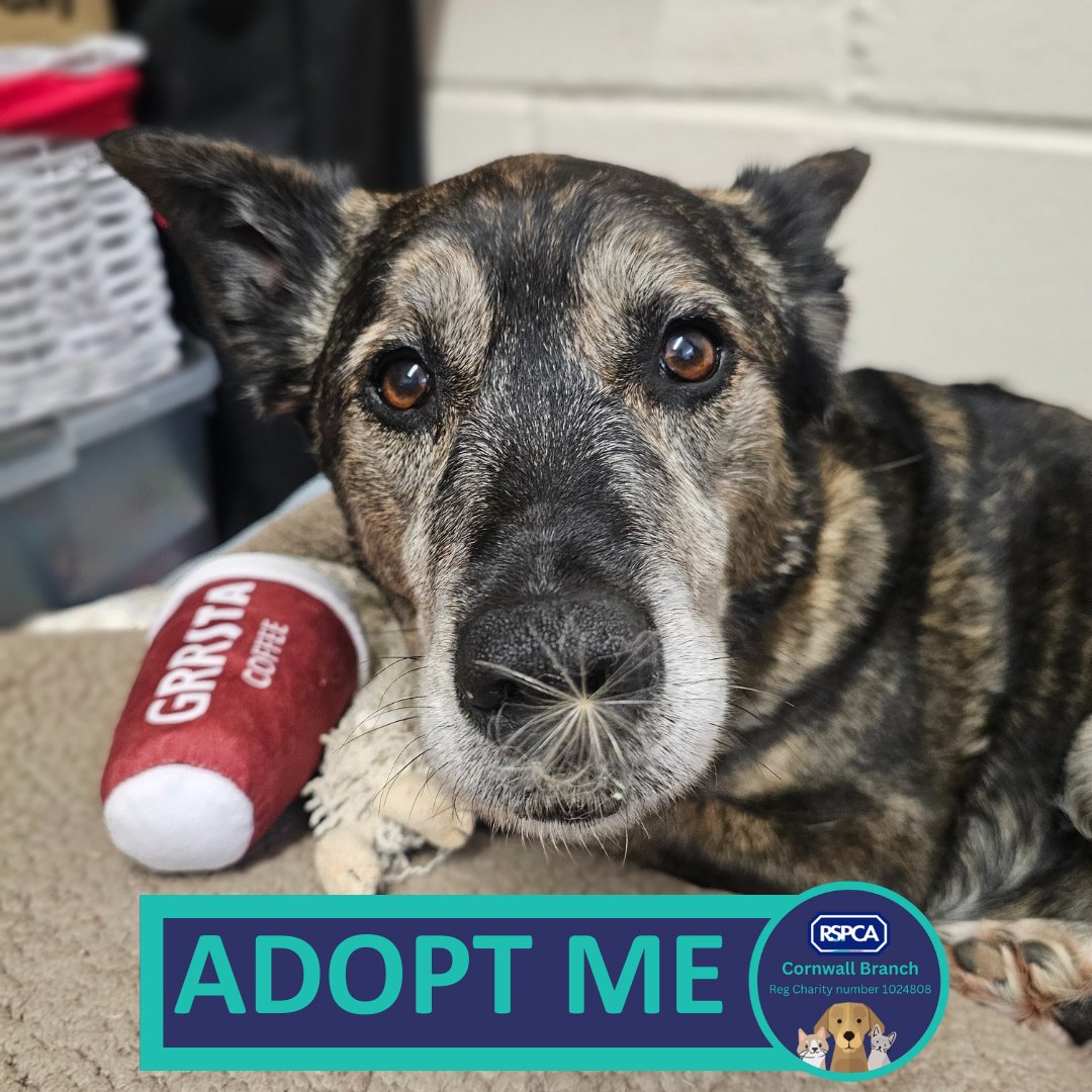 RSPCA Cornwall tweet media