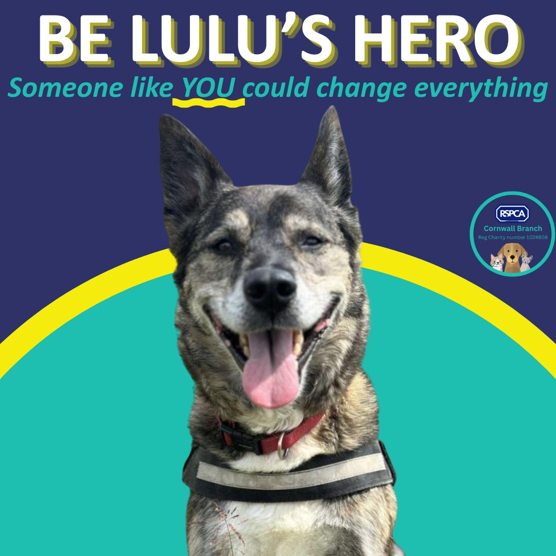 RSPCA Cornwall tweet media