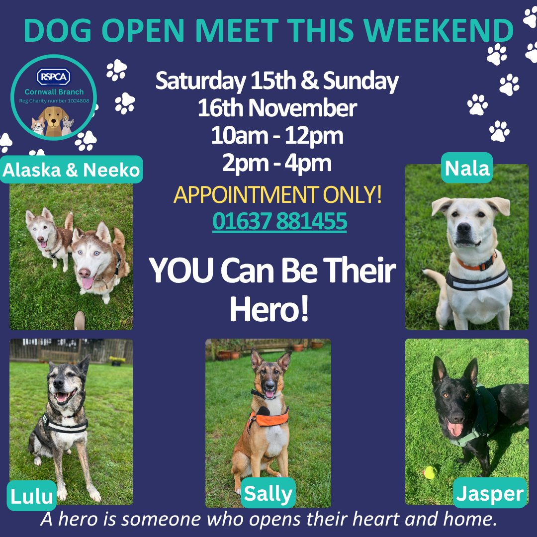 RSPCA Cornwall tweet media