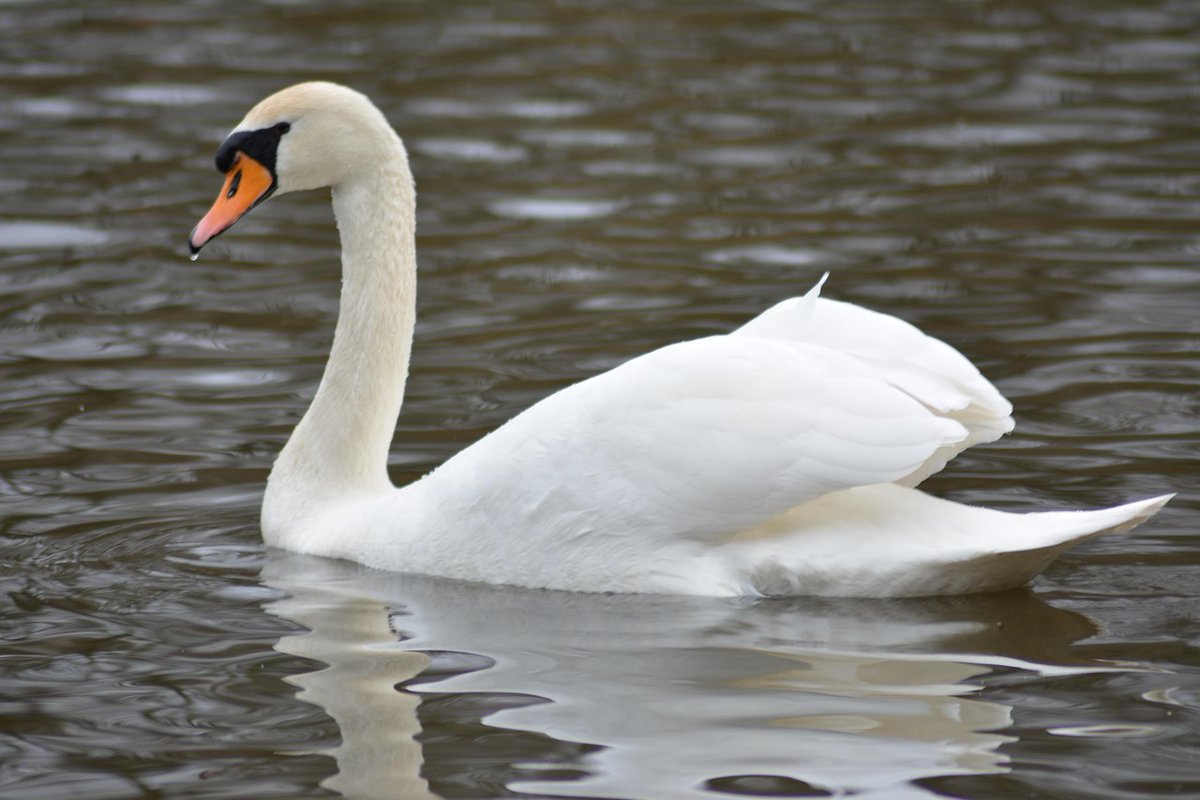 ⚠️🦆 Residents are being urged not to touch or pick up dead or sick birds after avian flu was detected in a wild bird in Shelford, Nottinghamshire.

☎️ Please call 03459 335577 to report any dead gull, swans, geese or other wild birds.