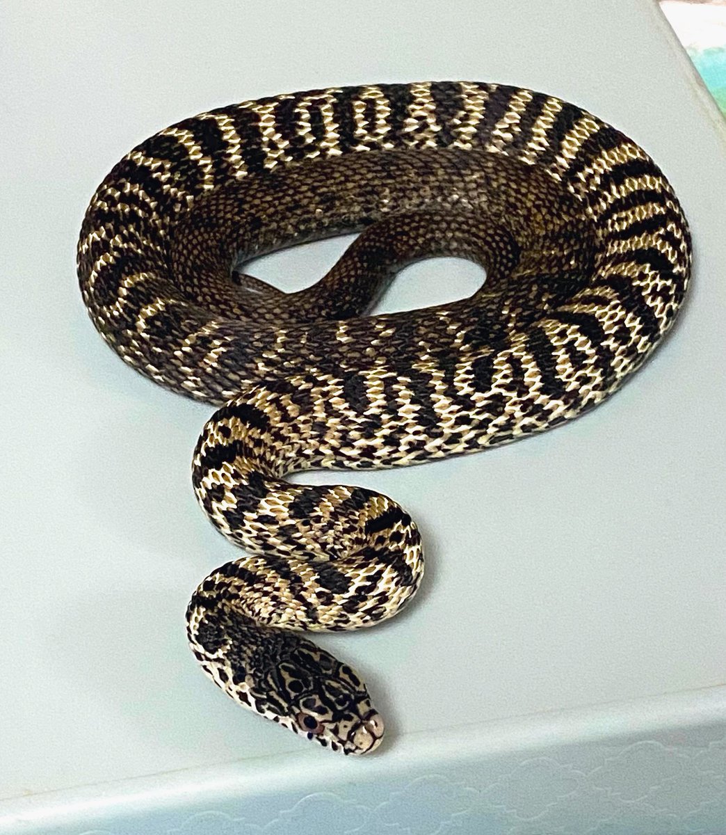 いーじゃん！スゲーじゃん？！

#ユンナンシュウダ