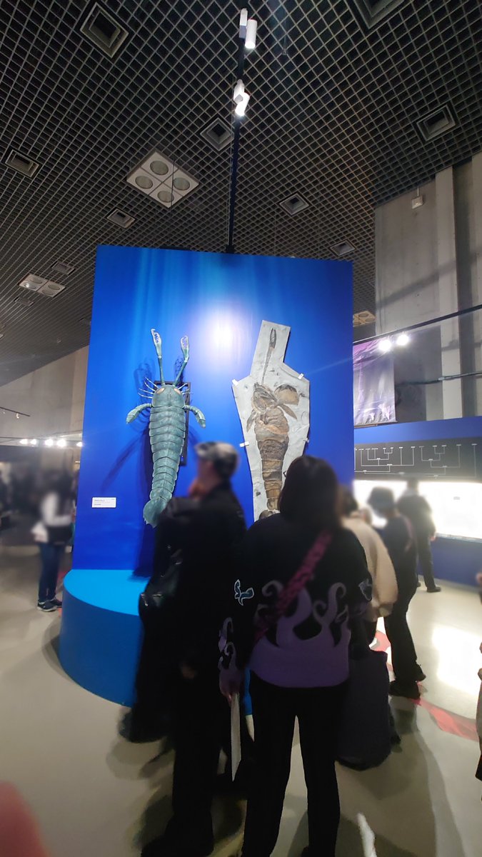 上野の科博の大絶滅展に行ってきた

酸素濃度、海水温・気温の乱高下、隕石の衝突による気候変動など様々な要因で多くの種が絶滅と発生を繰り返してきた地球の道程を辿る特別展

こんなのがゴロゴロ居る古代の海怖いなぁと

人間と比べてこのサイズ感である