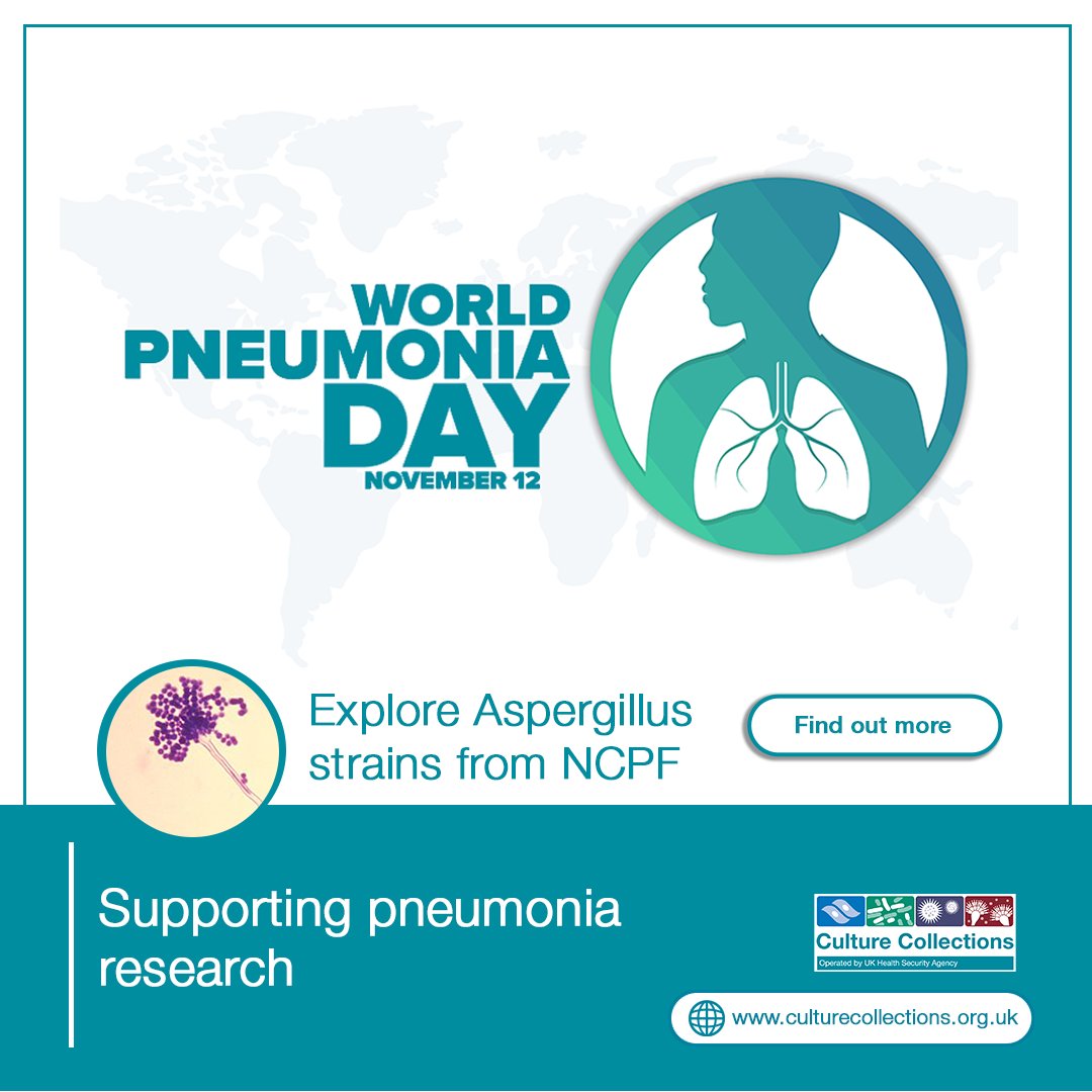On #WorldPneumoniaDay, we're proud to support Pneumonia research with pathogenic fungal strains like Aspergillus via #NCPF—helping scientists understand, prevent, &amp; treat lung infections.
Explore our collections: bit.ly/47MHrHy #CultureCollections #PneumoniaAwareness