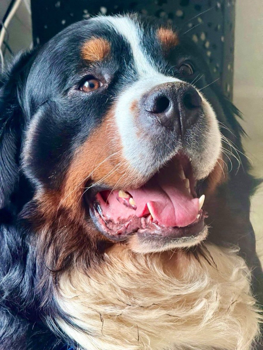 RevaliTheBerner tweet media