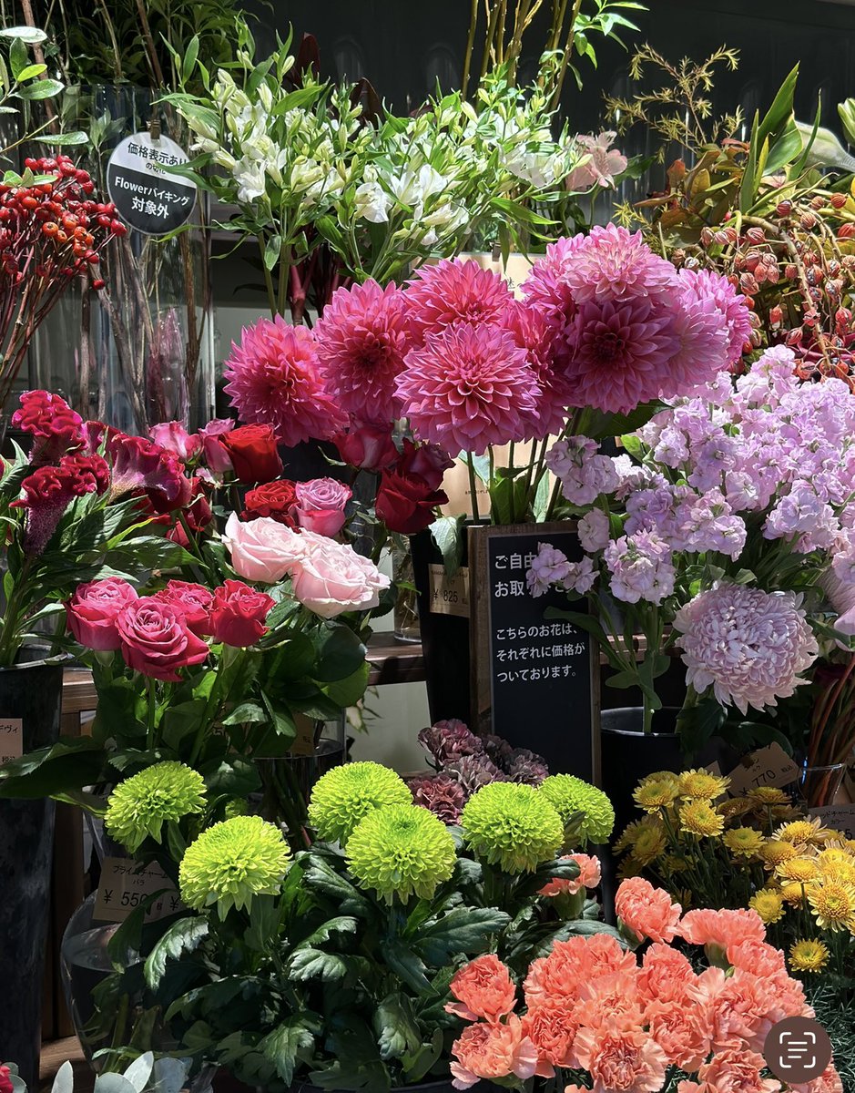 4f48kpMjSS8hjPt's tweet image. 25/11/12 林部智史の＂あいたいラジオ＂
もうすぐ秋ツアーの山形公演🍂来春カタリベツアー🎤2月3月4月with オーケストラコンサート🎵楽しみは続くよ果てしなく〜『ひとかどの』〜ふるさと山形では+アルファエキスが…〜『忘却のタンゴ』〜困り事❶趣味が高じて三味線だらけ❷五十肩〜『見えないね』🫟