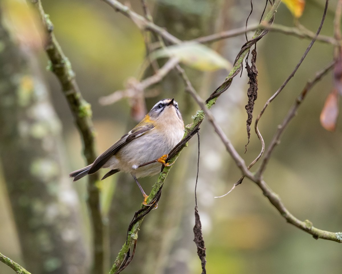 Phill Gwilliam tweet media