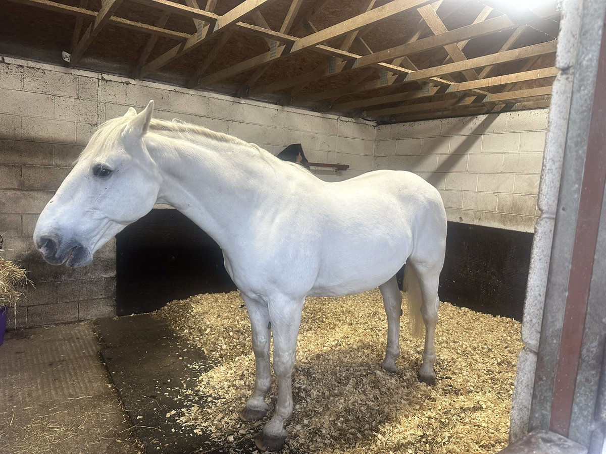 simonaconstable's tweet photo. A new arrival at Heaps Cottage Equine Clinic today as retired Police Horse Hexam has joined us.
He will be an integral part of the team as he has been at Greater Manchester Police for the last 14 years. He has been one of the lead horses at GMP! Welcome to our team, Hexam!! https://t.co/xjEKxjaPMA