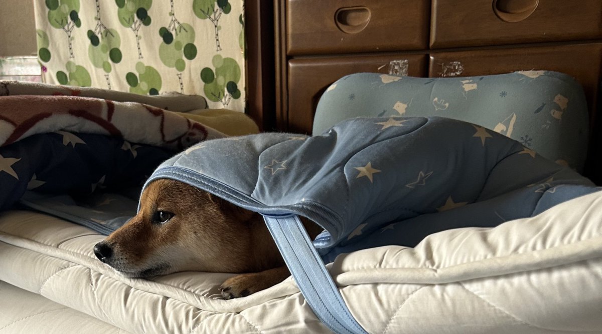 もうすぐ犬生初のお引越しだよ☺️🫶