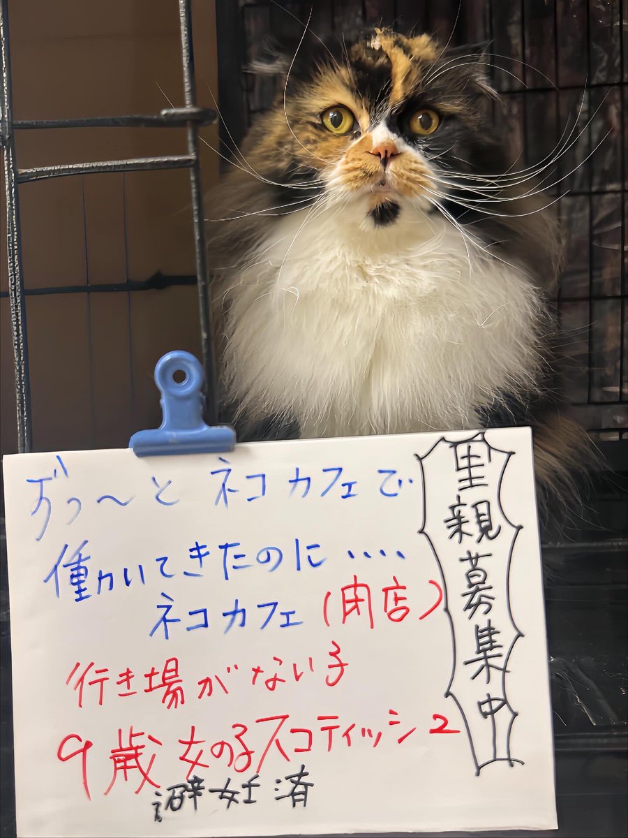 🌸 #スコティッシュ　の #成猫 さん 🌸
長く某ネコカフェで働いていた子ですが、閉店により行き場がなくなってしまいました。#里親様募集中。会いに来てね✨
📍東京・高田馬場（アゴネコ）
🐾　約9歳　女の子　避妊済み
多くの方々に知っていただく事で、幸せになる事もございます🙇‍♀️