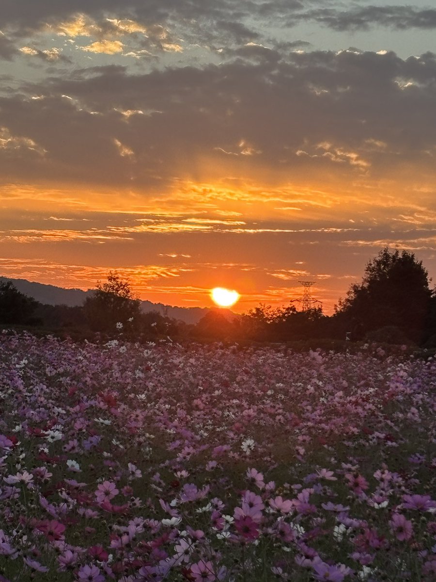orangemamablog's tweet photo. 先週デイケアに車椅子💺お借りして日が沈む前、母をお花畑に連れて来れました💓

忙しすぎて無理かも😅と思ったけど秋桜が散る前に、花が好きな母に見せてあげたくてお迎えに走ったら間に合った🚙

いつも今しかないと思って、後悔ないようできるだけ母と素敵な時間⏰過ごせたらいいな😍

#秋桜
#母 https://t.co/B4QKGw8Bwr