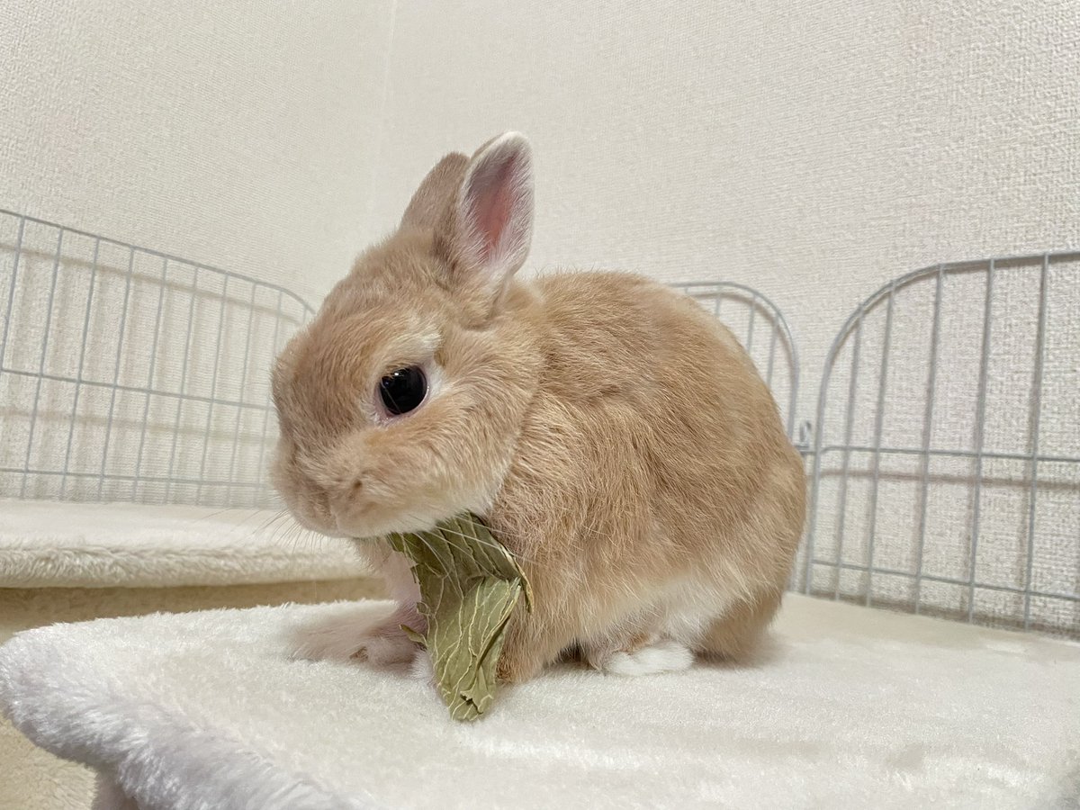 rabbit_ki_ki's tweet photo. お久しぶりです。元気です！

今日はきき、4歳の誕生日です🐰
お誕生日おめでとう🎉🎂
これからも元気に過ごそうね😊
今日は特別に大きいおやつを
ききにプレゼントしました🌿 https://t.co/0fan9aTBYU