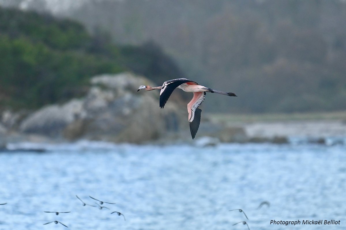 Update Flamingo 'Frankie', 12 Nov 2025'
By Curator David Woolcock, Paradise Park Wildlife Sanctuary. >>> paradisepark.org.uk/update-on-flam… We would like to express our sincerest thanks to the public, both local &amp; national media for their assistance in the search for Flamingo Frankie.