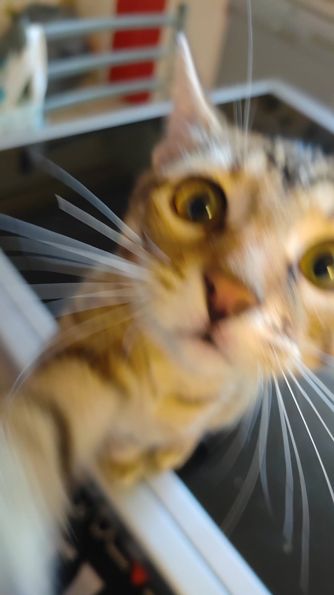 Il est beau mon chat ?