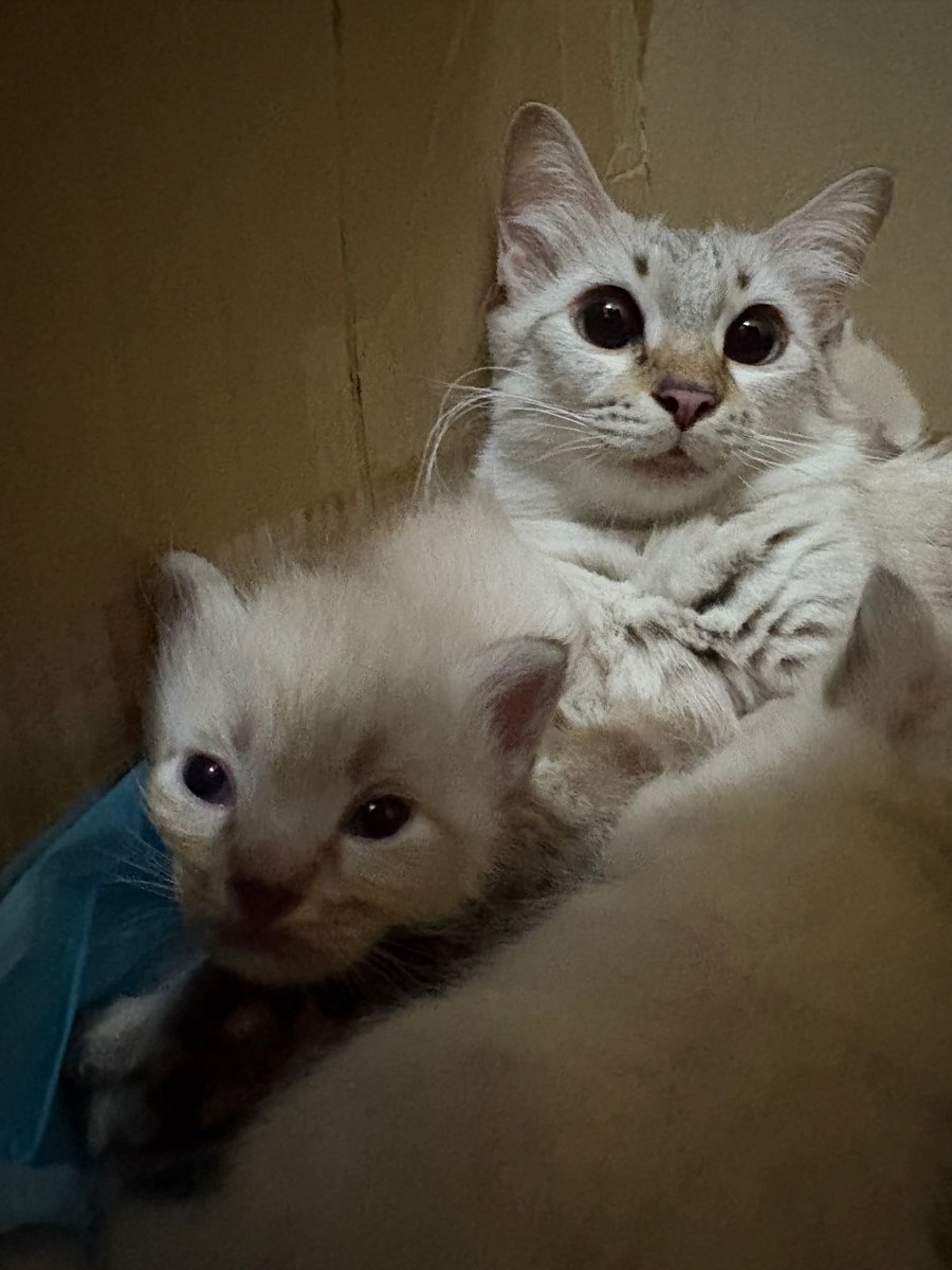 sunbladess's tweet photo. we lost one of the kittens a few days ago 😔 but here’s a recent pic of mama cat and 1 of the remaining 4 https://t.co/tKgpa0kCbQ