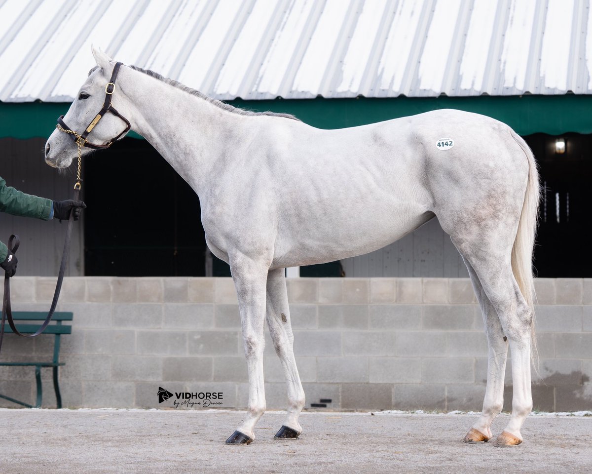 Hip 4142 - Salt sells today <a href="/keenelandsales/">Keeneland Sales</a>!

By just a nose, Salt ran 3rd at WO on Saturday! Close to a year from running 4th in the G3 Mazarine S. in 2024. She has run consistent beyers of 72/73 in her last 3 starts. From a stakes family, her 1/2 sis WHOLEBODEMEISTER (G2W, G3P)