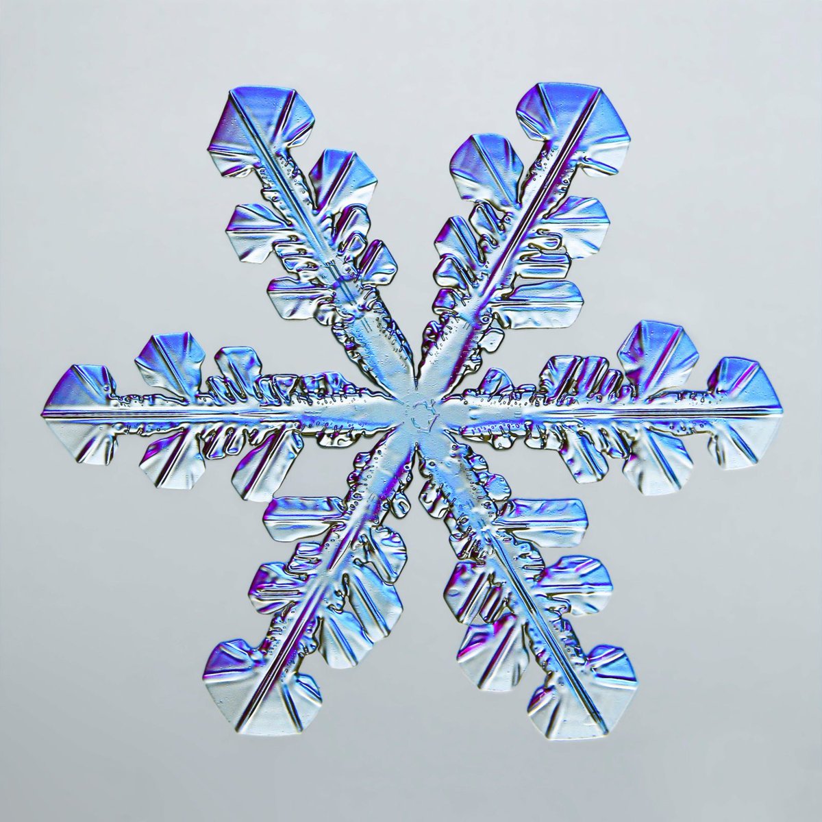 BigBangSciCom's tweet photo. Un flocon de #neige vu au #microscope 😍

Crédits : Caleb Foster

#crystals #cristaux #cristallographie #science #beautifulscience #snow #snowflake https://t.co/UzP8hoL7b4