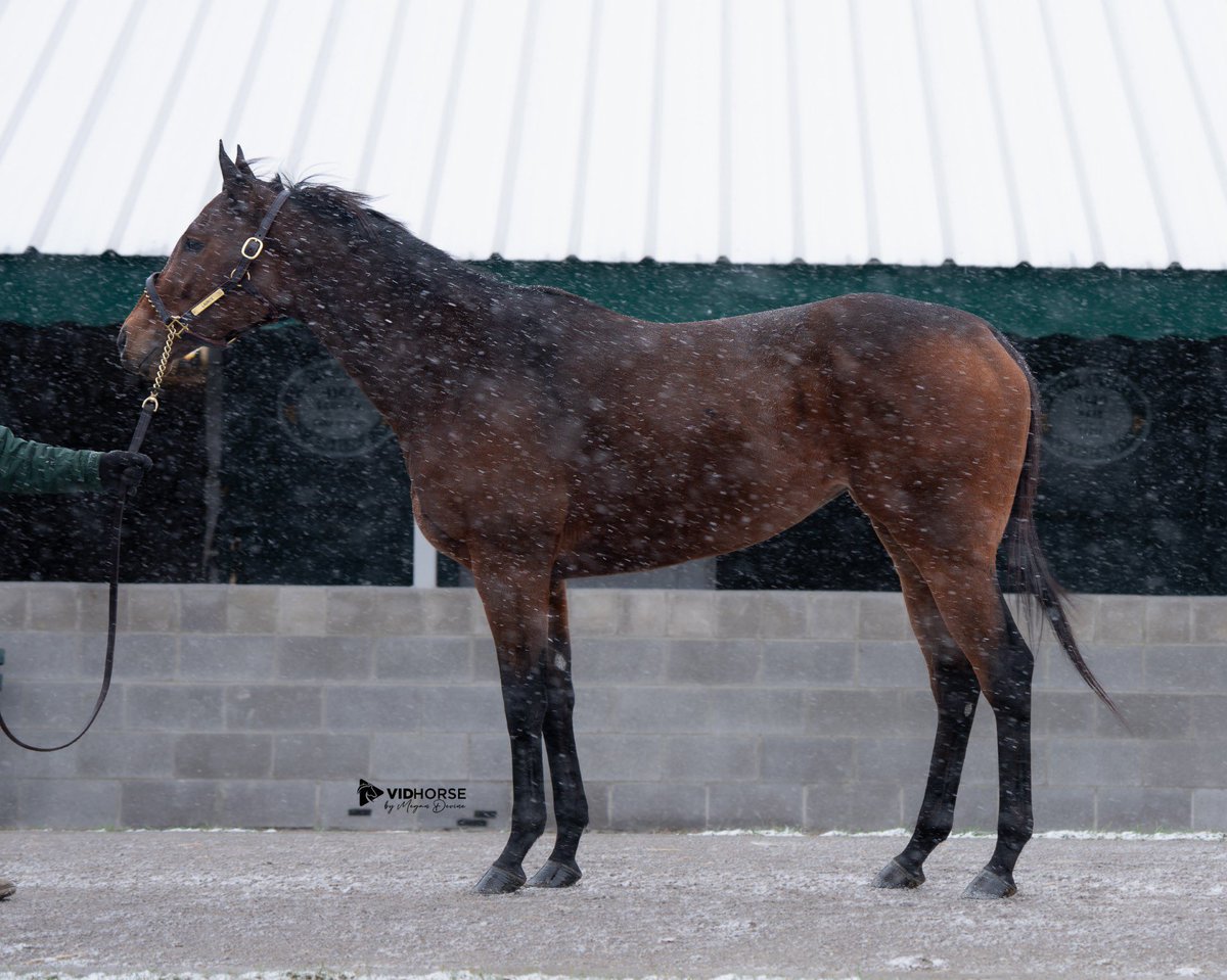 Don’t miss Hip 4187 - Laurice <a href="/keenelandsales/">Keeneland Sales</a> today!

Very attractive G3P Bolt D’oro filly, sold for $460k as a 2yo! She ran 2nd in the G3 Coronation Cup S. beating ABIENTOT (G3W), CLOE (BTW), and GATA BRAZIL (BTW)! She has updated earnings of over $155k. 

Just 3yo, current