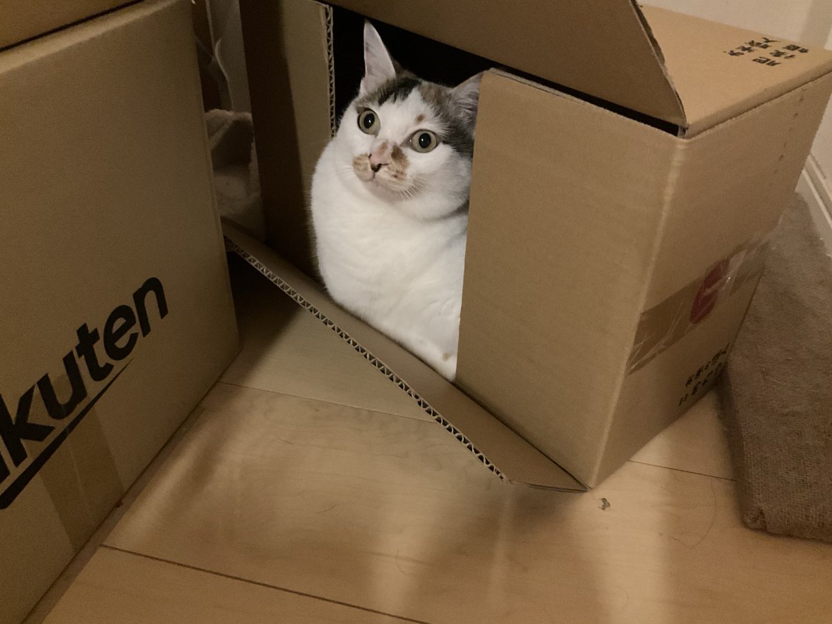 ねっぱ (@neppa_0116) / Posts / X