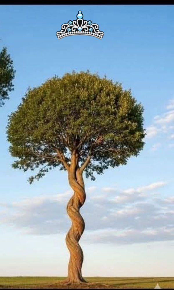 RajaTahir192843's tweet image. Dancing #Tree.