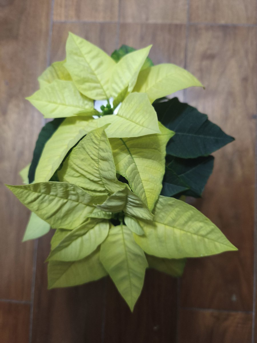 今日買ったポインセチアです