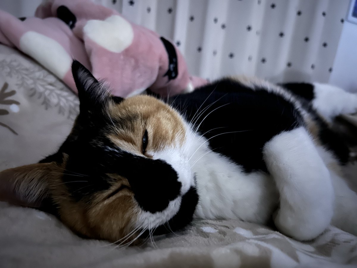 三毛猫はなこ (@hanako20180721) / Posts / X