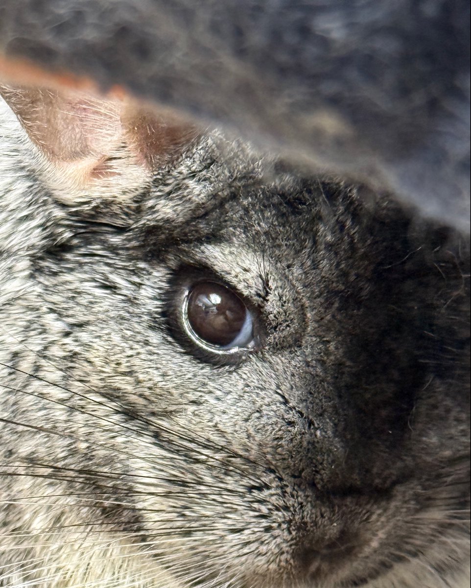 CHINformative's tweet image. Here's Mr Mac's, "do you have anything for me?" face. He's a retired ex-breeding male who takes his retirement very seriously. Just like his snackage!
#chinchilla