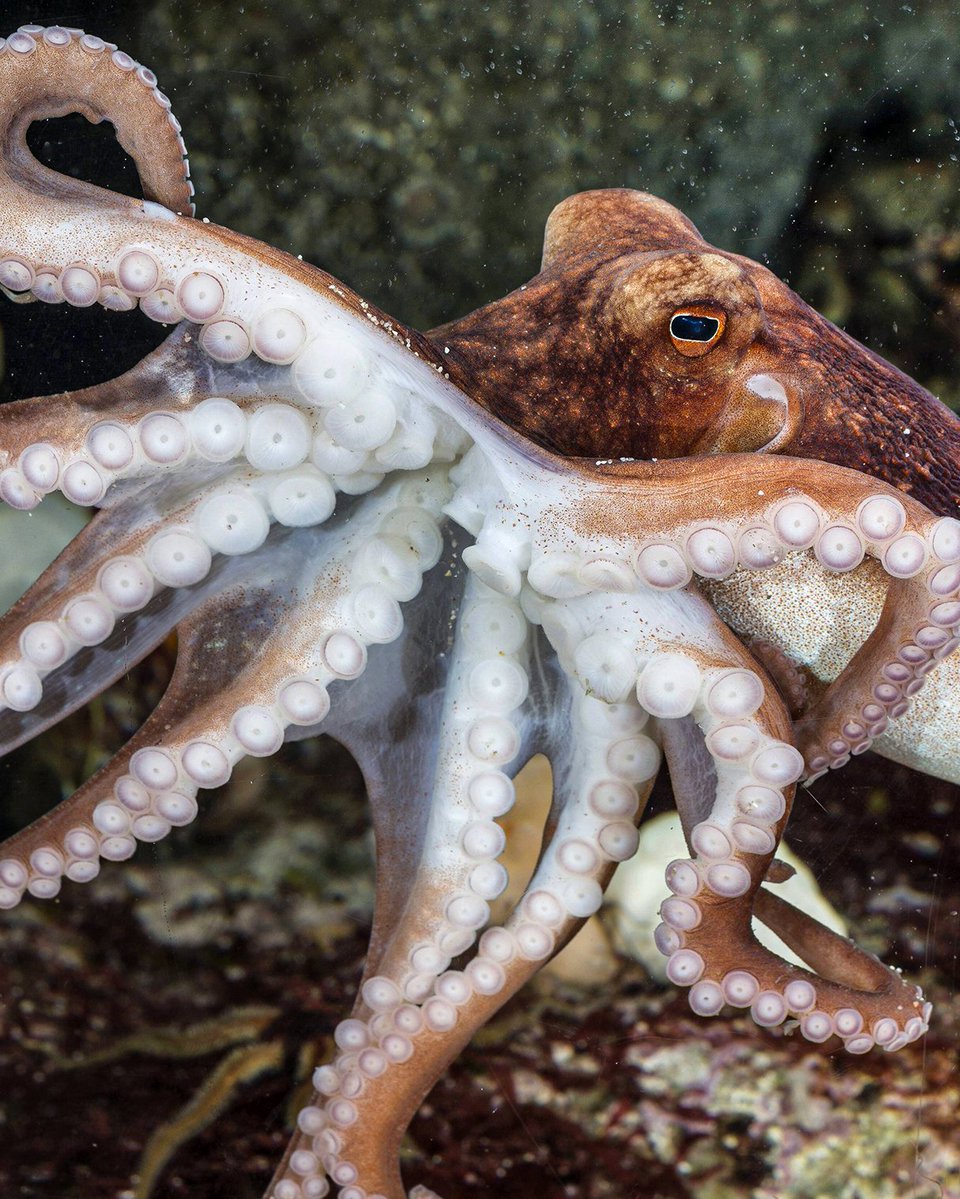 Betano_PT's tweet image. Qual é o primeiro jogador que te vem à cabeça? 🐙